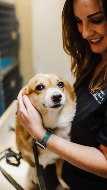 Cross County Veterinary Clinic team hold the dog