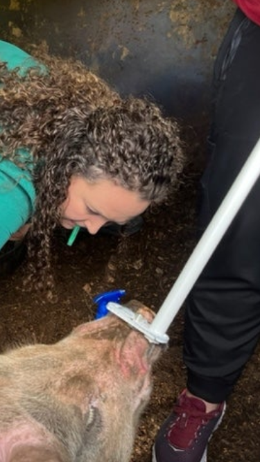 Cross County Veterinary Clinic working on pig
