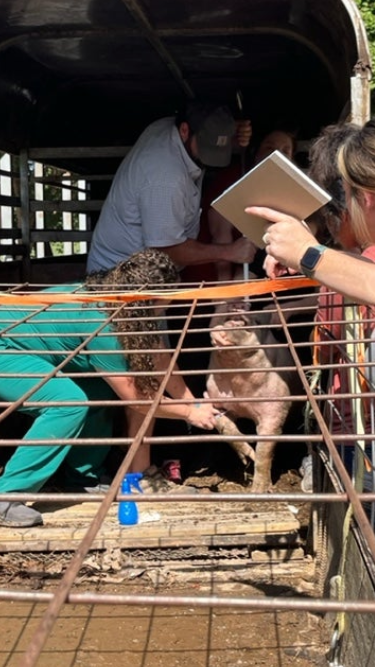Cross County Veterinary Clinic team looking at a pig