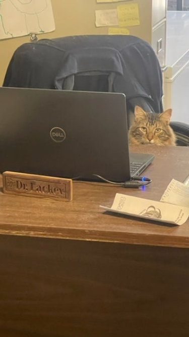 cat sitting at a desk with a laptop