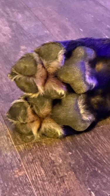 close up of a dog's paw