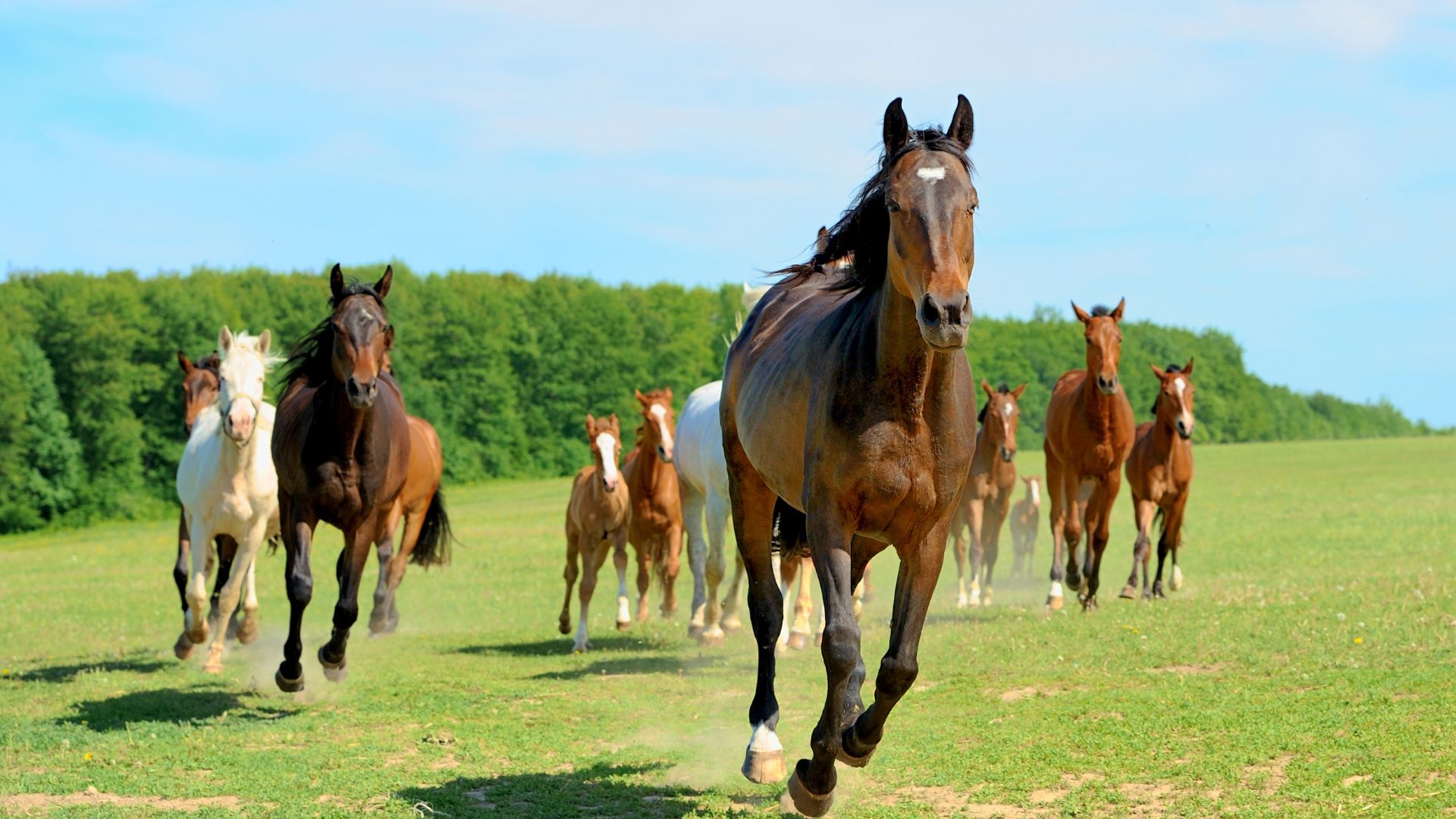 Vet Near Me Wynne, AR 72396 Cross County Veterinary Clinic