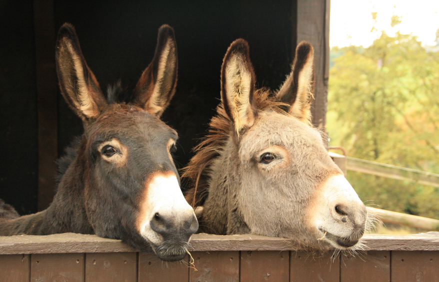 two donkeys looking over a wooden wall