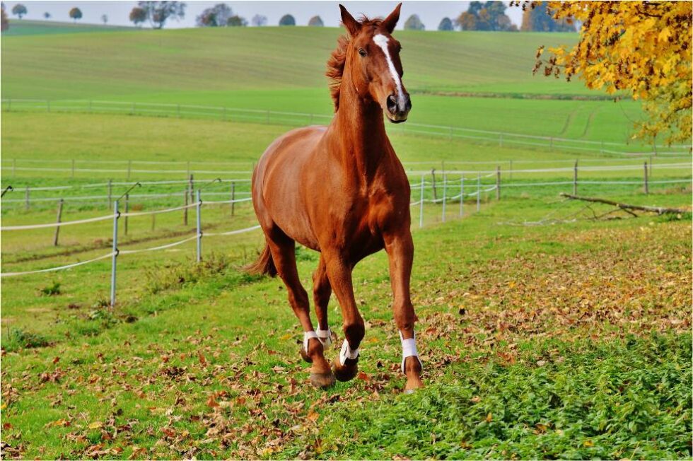 Best Vet Hospital In Wynne, AR Cross County Vet Clinic