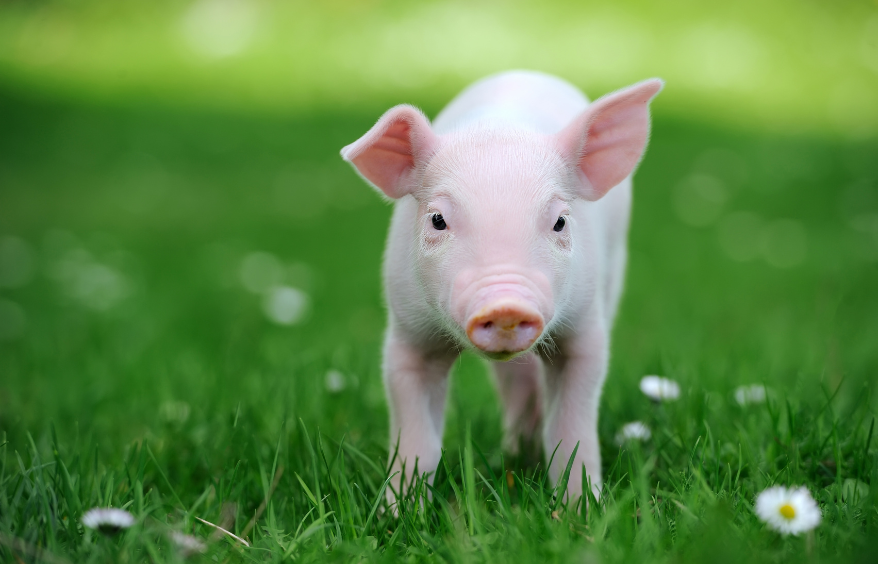 a piglet standing in grass