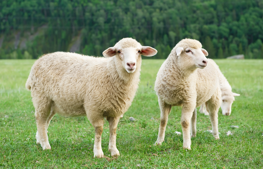 two sheep standing in a grassy field