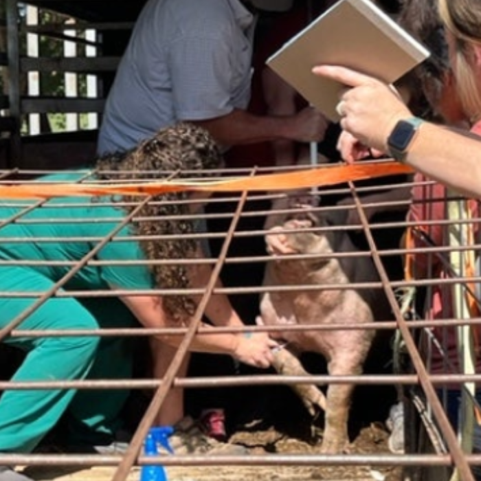 group of people looking at a pig