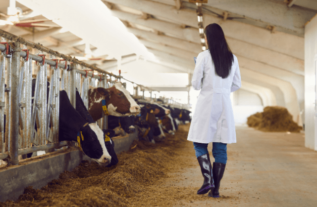 a person in a white coat standing in a barn with cows eating