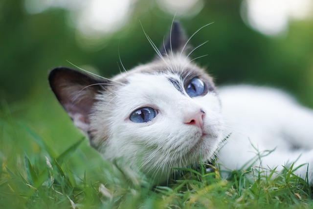 a cat lying in the grass